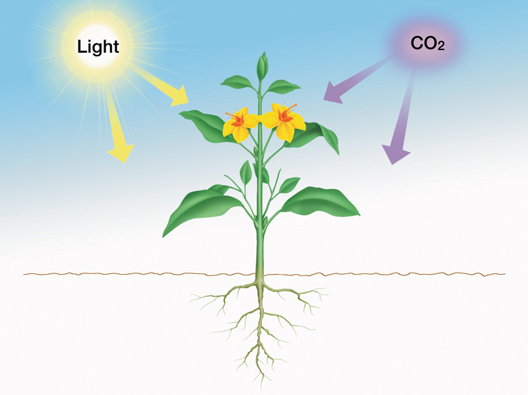 75% and more of the plants' food is provided above ground